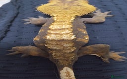 Gecko reptiles for sale: Crested gecko + her 2 babies - Image 3