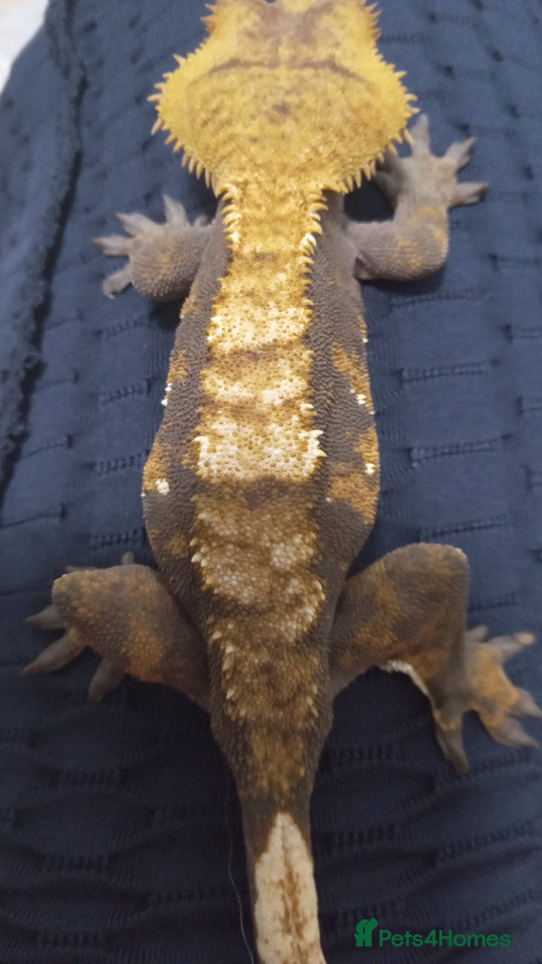 Gecko reptiles for sale: Crested gecko + her 2 babies - Image 3