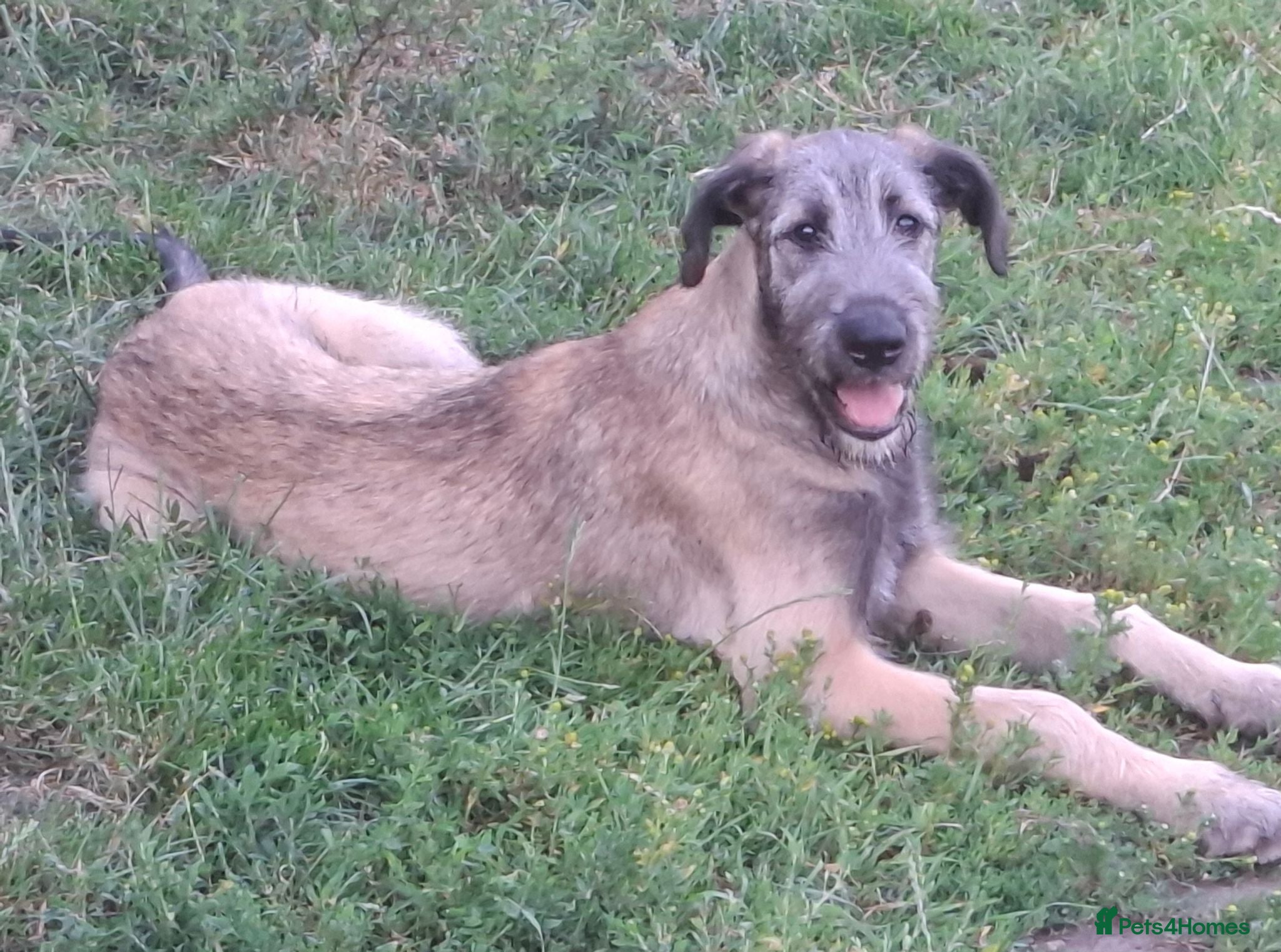 Irish Wolfhound dogs Beautiful KC Reg. Irish Wolfhound Female Puppy  - Advert 4
