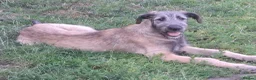 Irish Wolfhound dogs for sale: Beautiful KC Reg. Irish Wolfhound Female Puppy  - Advert 1