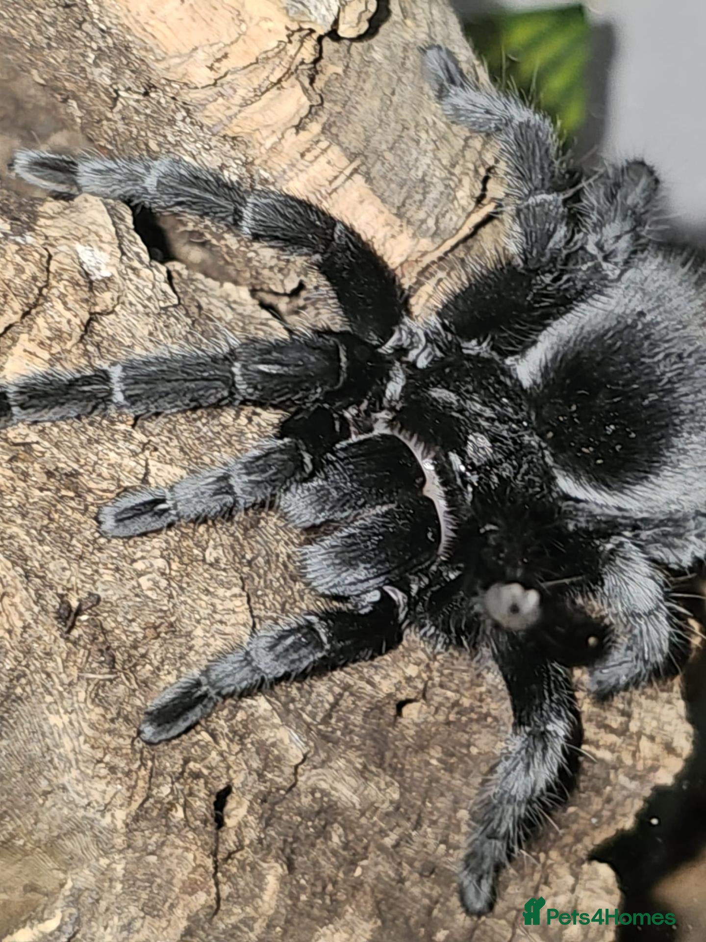 Tarantulas invertebrates Brazilian black and salmon pink with set ups  - Advert 1