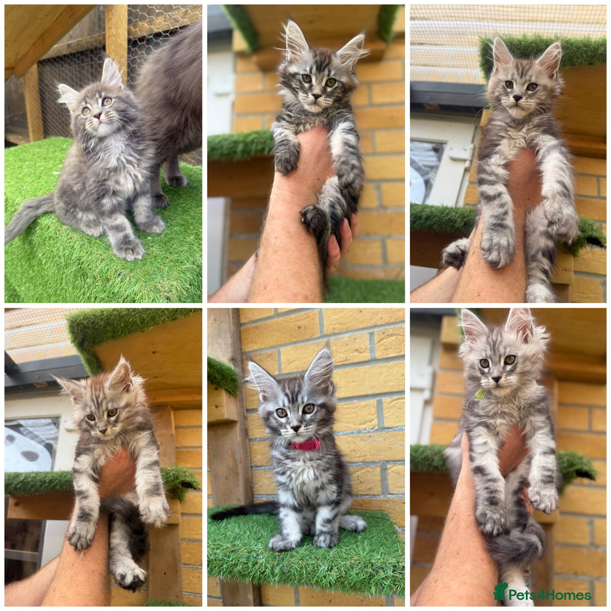 Maine Coon cats Black smoke Maine coon kittens champion blood line - Advert 1
