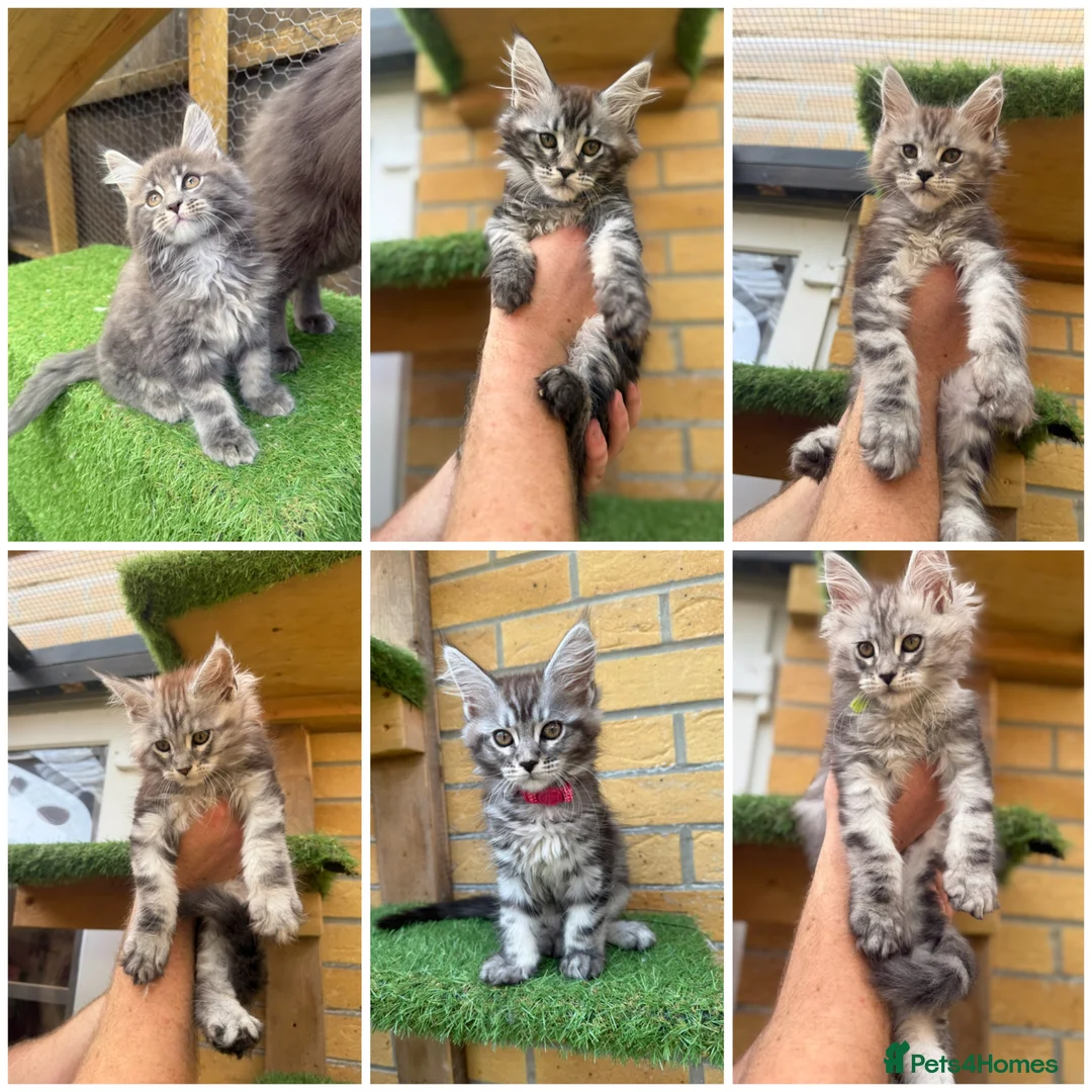 Maine Coon cats for sale: Black smoke Maine coon kittens champion blood line - Advert 1