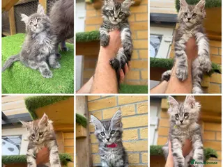 Maine Coon cats for sale: Black smoke Maine coon kittens champion blood line - Advert 2