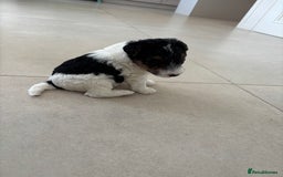 Fox Terrier dogs for sale: Stunning wire fox terrier puppies  - Image 17