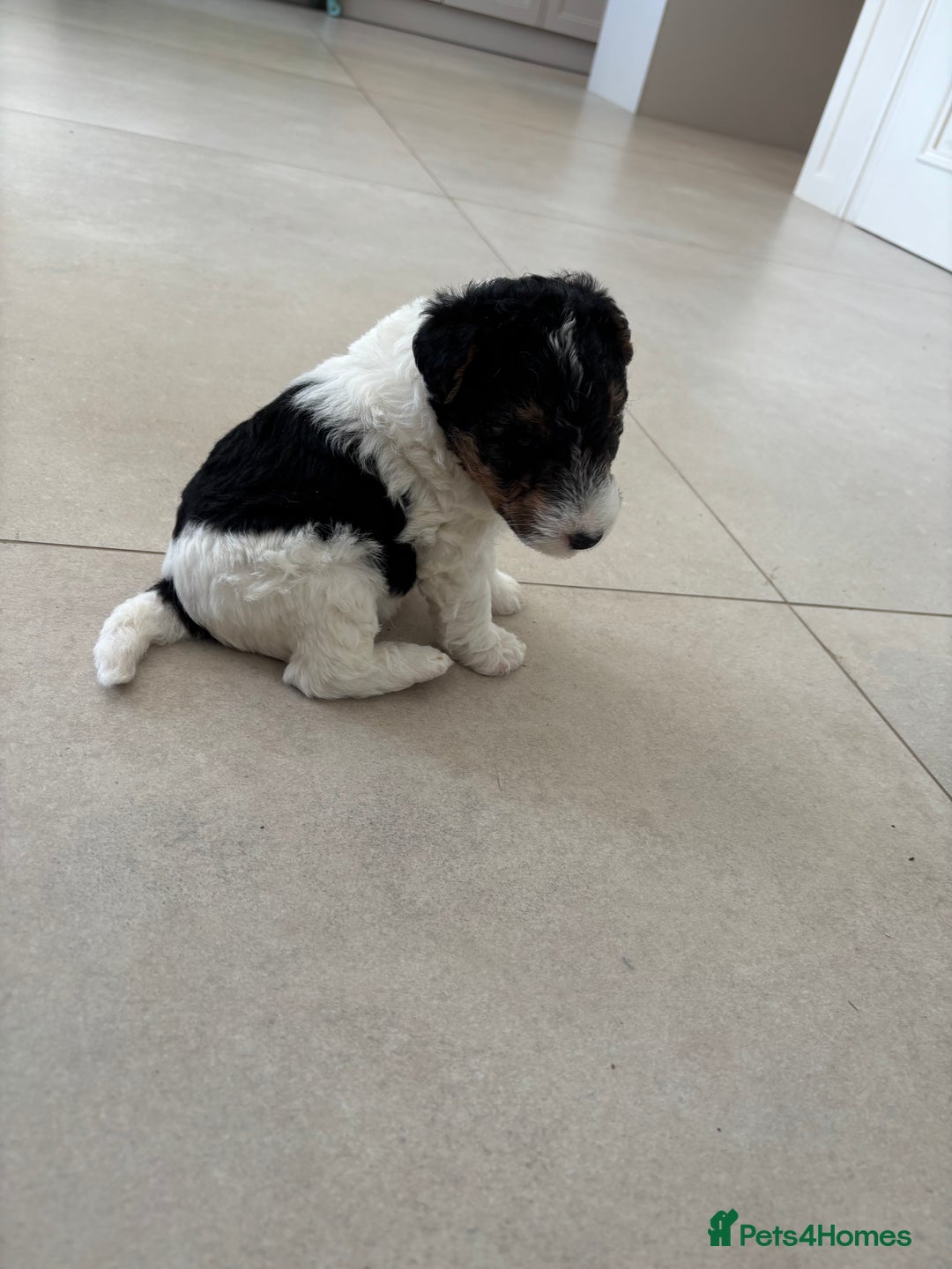 Fox Terrier dogs for sale: Stunning wire fox terrier puppies  - Image 17