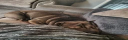 Shar Pei dogs for sale: Male and female shar pei - Advert 6