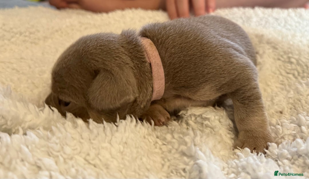 French Bulldog dogs for sale: French bulldog puppies  - Image 2