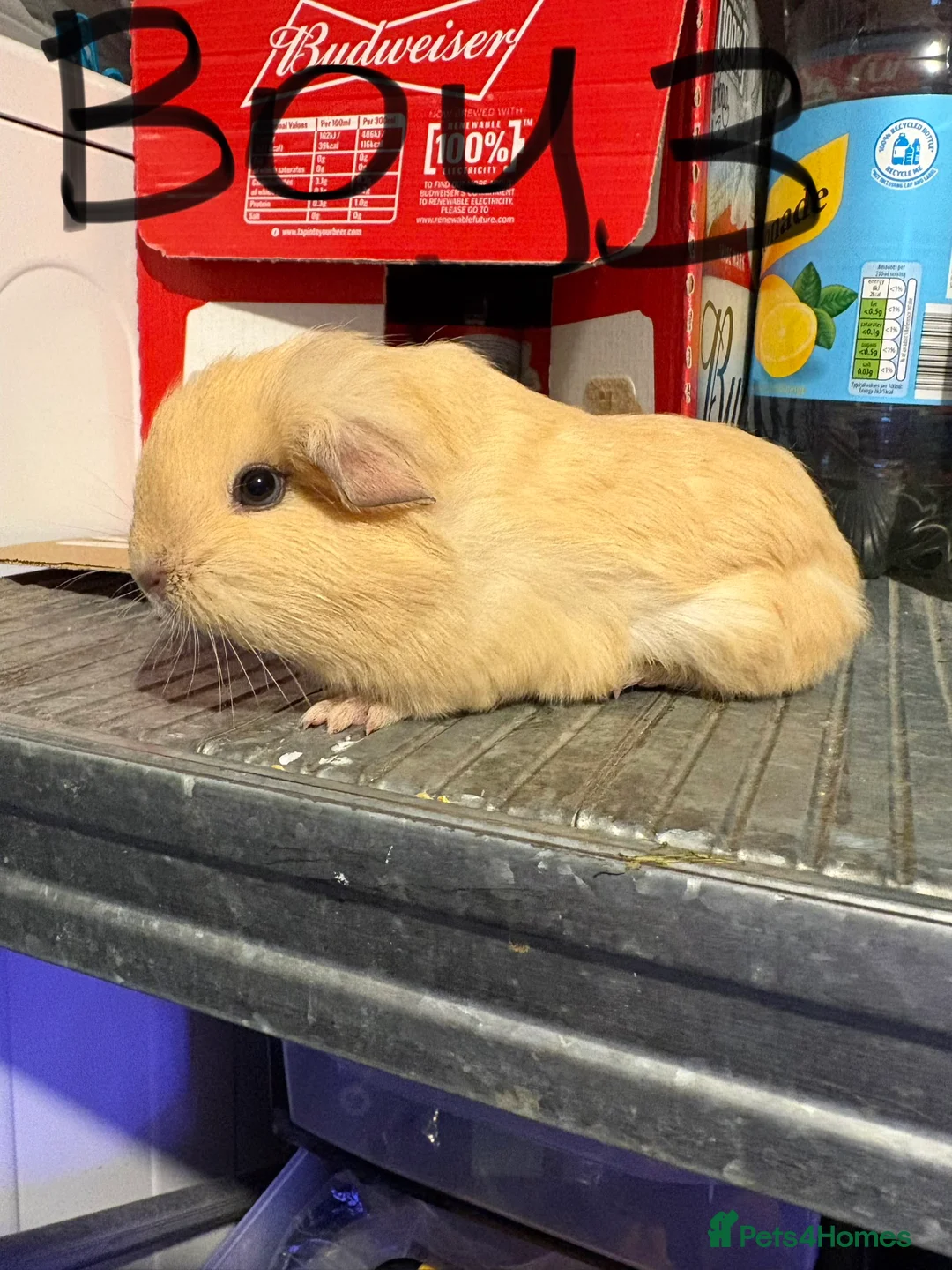 Guinea Pig rodents for sale: Male guinea pigs £40 each 1  adult sow £40  - Advert 3