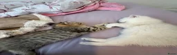 British Shorthair cats for sale: Beautiful British shorthair kitten ready to go - Advert 16