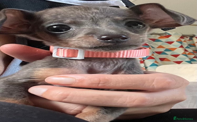 Miniature Dachshund dogs - Advert 4