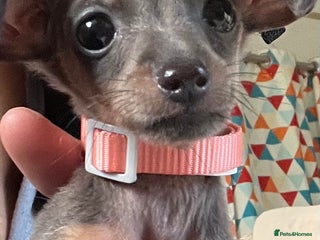 Miniature Dachshund dogs - Advert 10