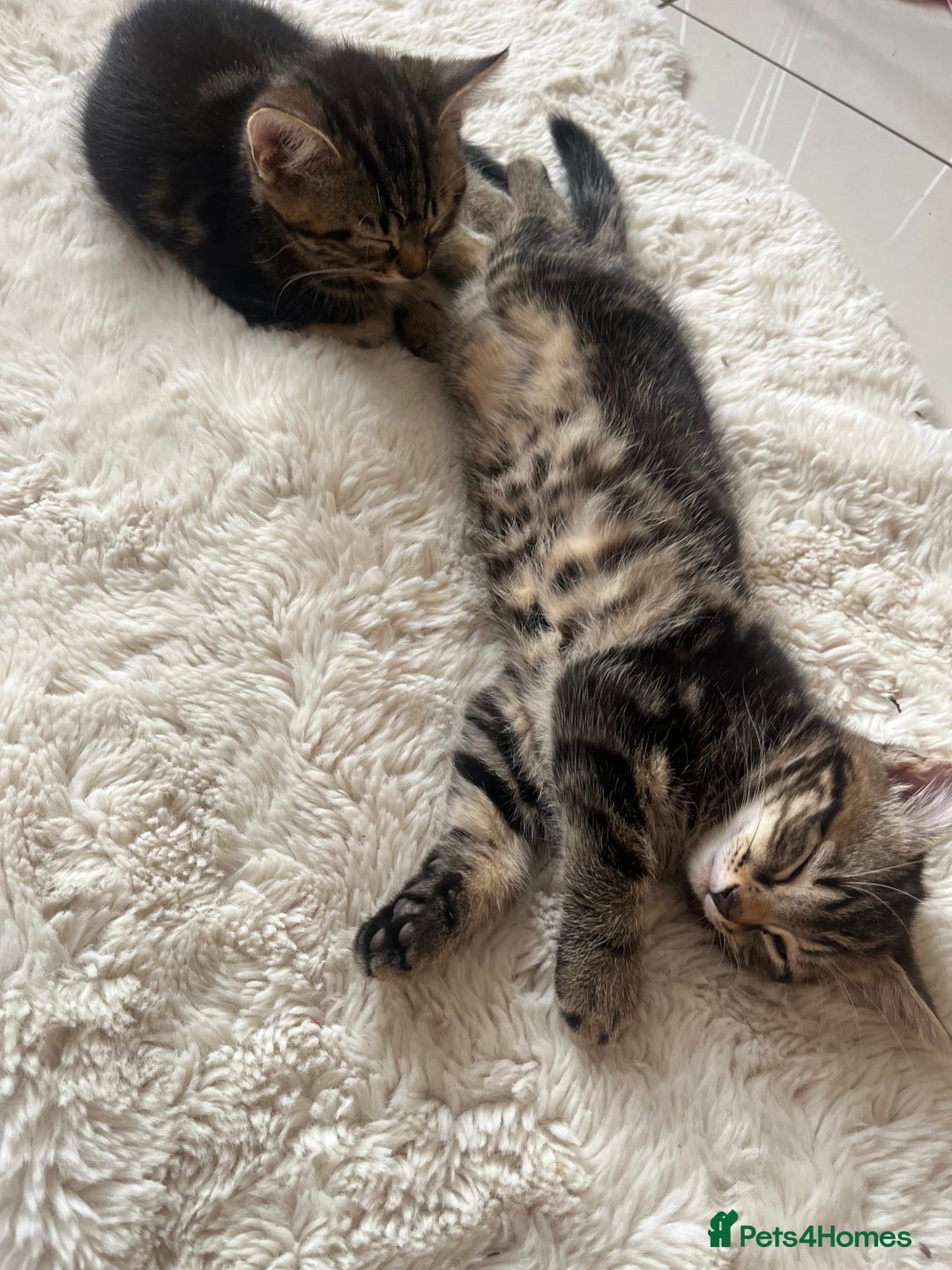 Mixed Breed cats for sale: 5 Adorable Mixed Breed Kittens - Image 32
