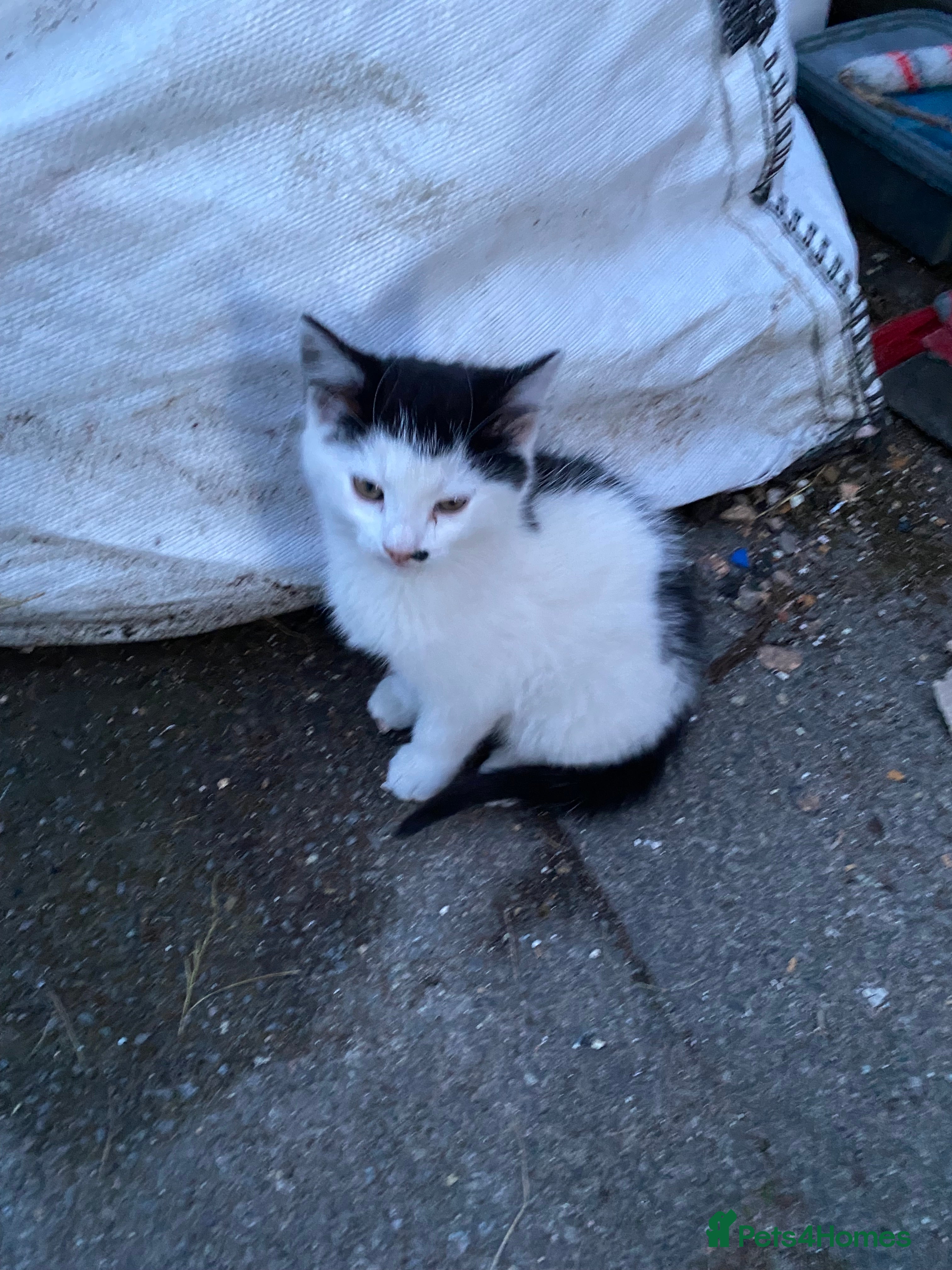 Mixed Breed cats Lovely kittens ready for new homes - Advert 7