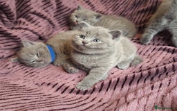 British Shorthair cats for sale: ✨British Shorthair Kittens looking for new family✨ - Advert 10