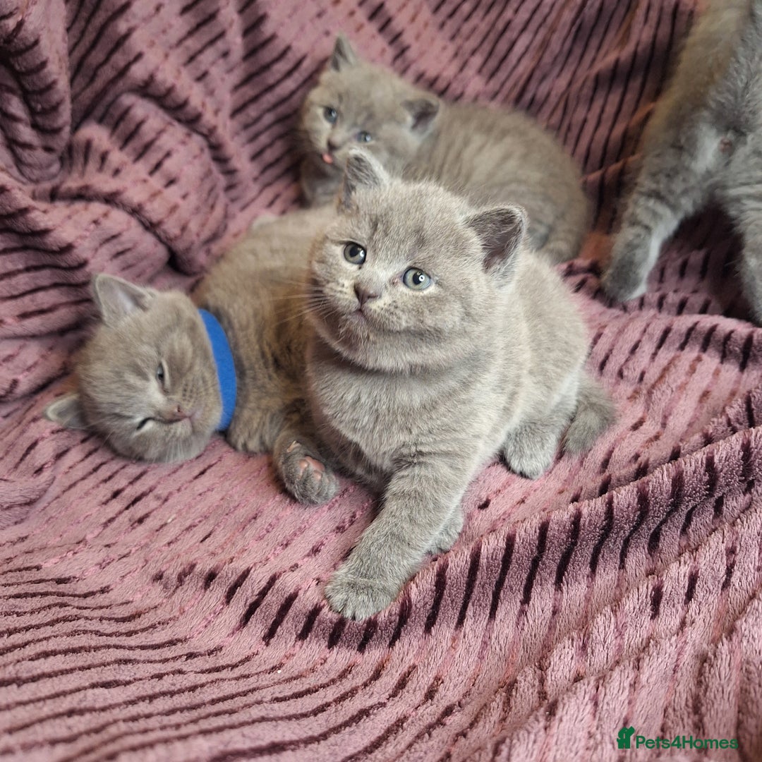 British Shorthair cats for sale: ✨British Shorthair Kittens looking for new family✨ - Advert 10