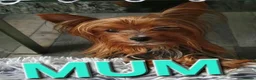 Yorkshire Terrier dogs for sale: York terrier puppy  - Advert 1