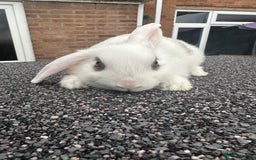 Mini Lop rabbits for sale: Mini lop bunnies - Image 3