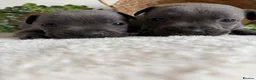 Staffordshire Bull Terrier dogs for sale: STUNNING BLUE KC STAFFORDSHIRE BULL TERRIERS  - Advert 9