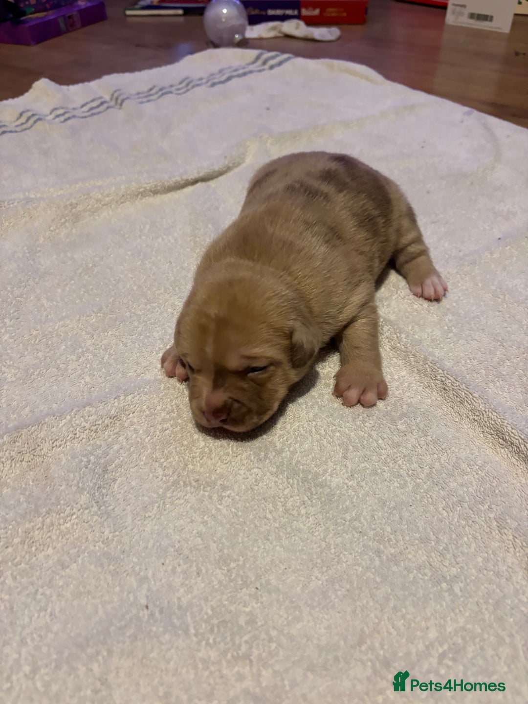 Staffordshire Bull Terrier dogs for sale: Staffy x puppy’s for sale  - Advert 10