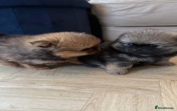German Spitz dogs for sale: KC Reg Show Type German Spitz (Klein) For Sale. - Image 29