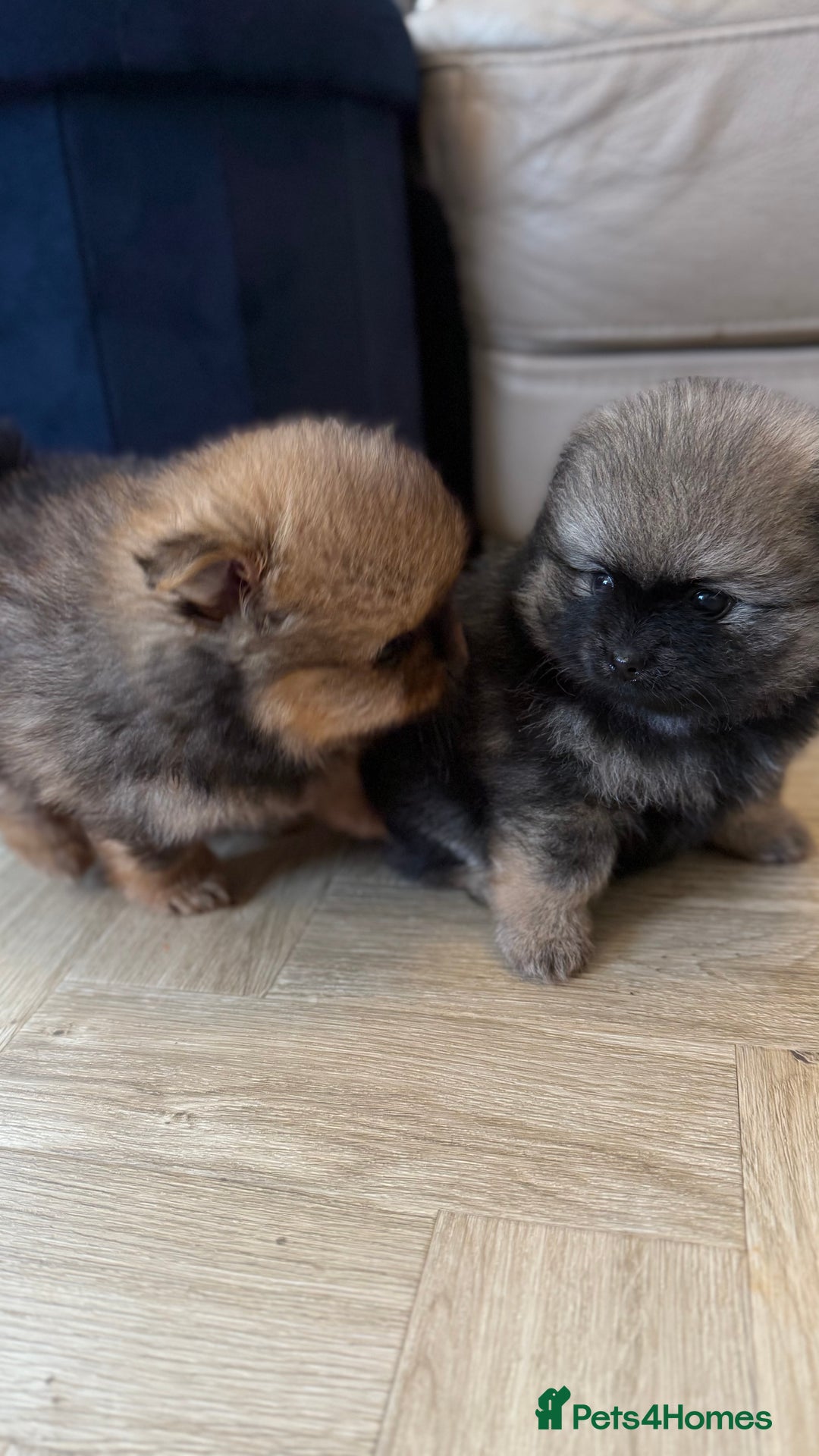 German Spitz dogs for sale: KC Reg Show Type German Spitz (Klein) For Sale. - Image 29