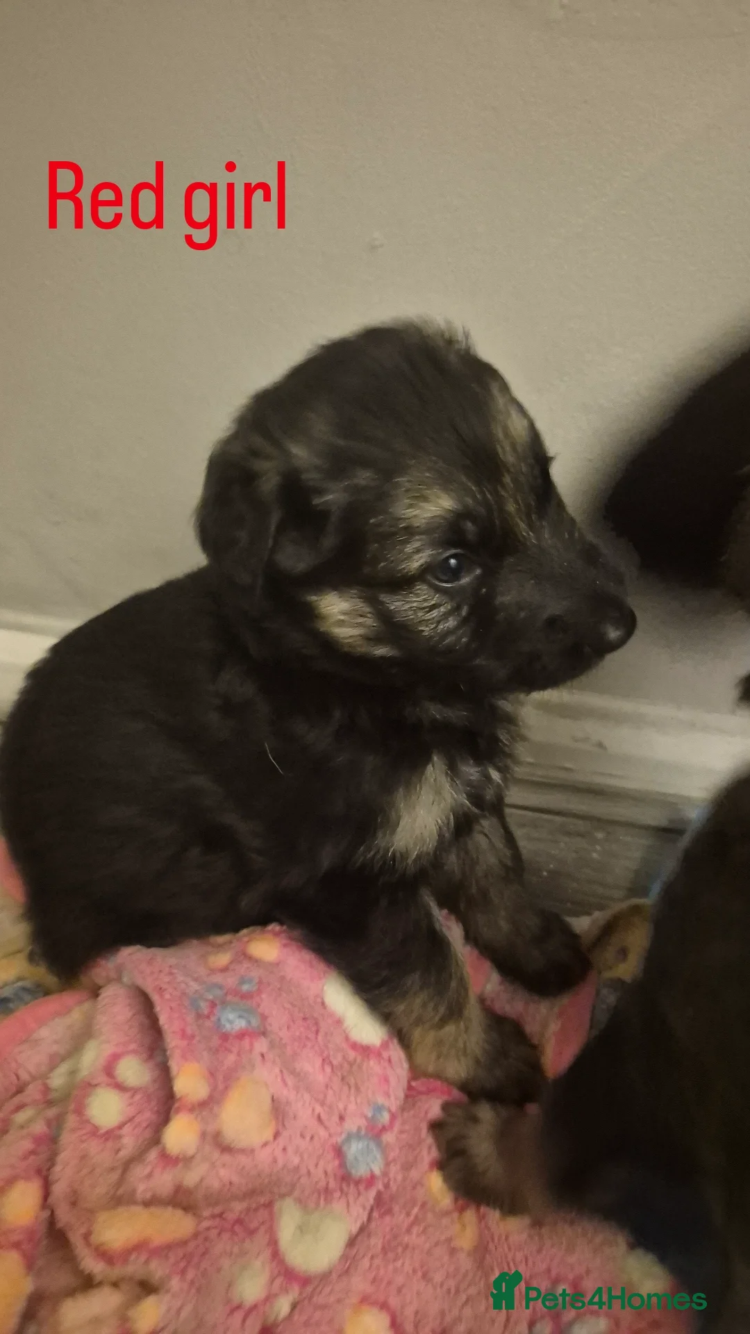 German Shepherd dogs Beautiful German Shepherd Puppies 🐾  - Advert 12