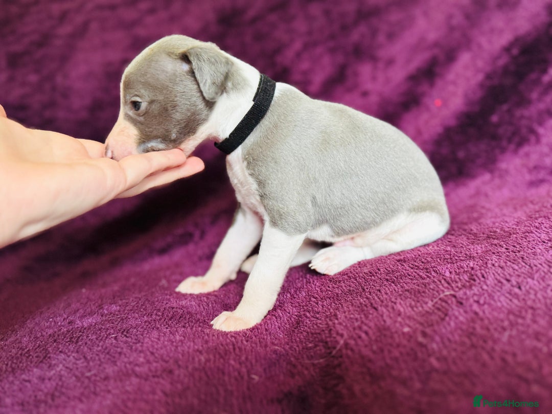 Whippet dogs for sale: All found homes-Beautiful Blue and White Parti BOY - Image 10