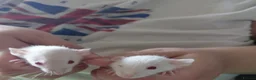 Rat rodents for sale: 2 white female dumbos mix of topeard and simise - Advert 4