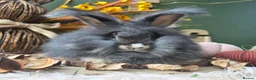 Angora rabbits for sale: English Angora Babies - Advert 8