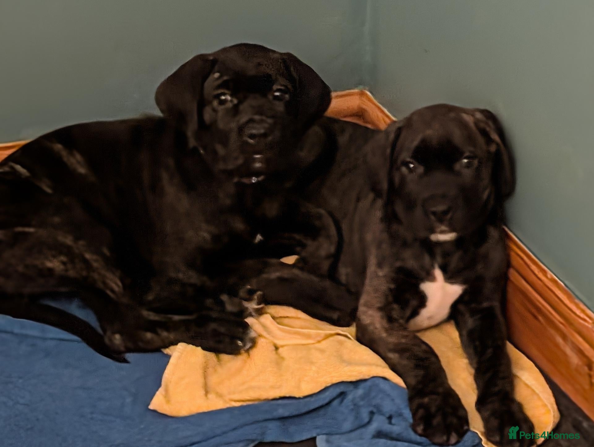 Cane Corso dogs for sale: Beautiful Purebred Cane corso puppies - Advert 10
