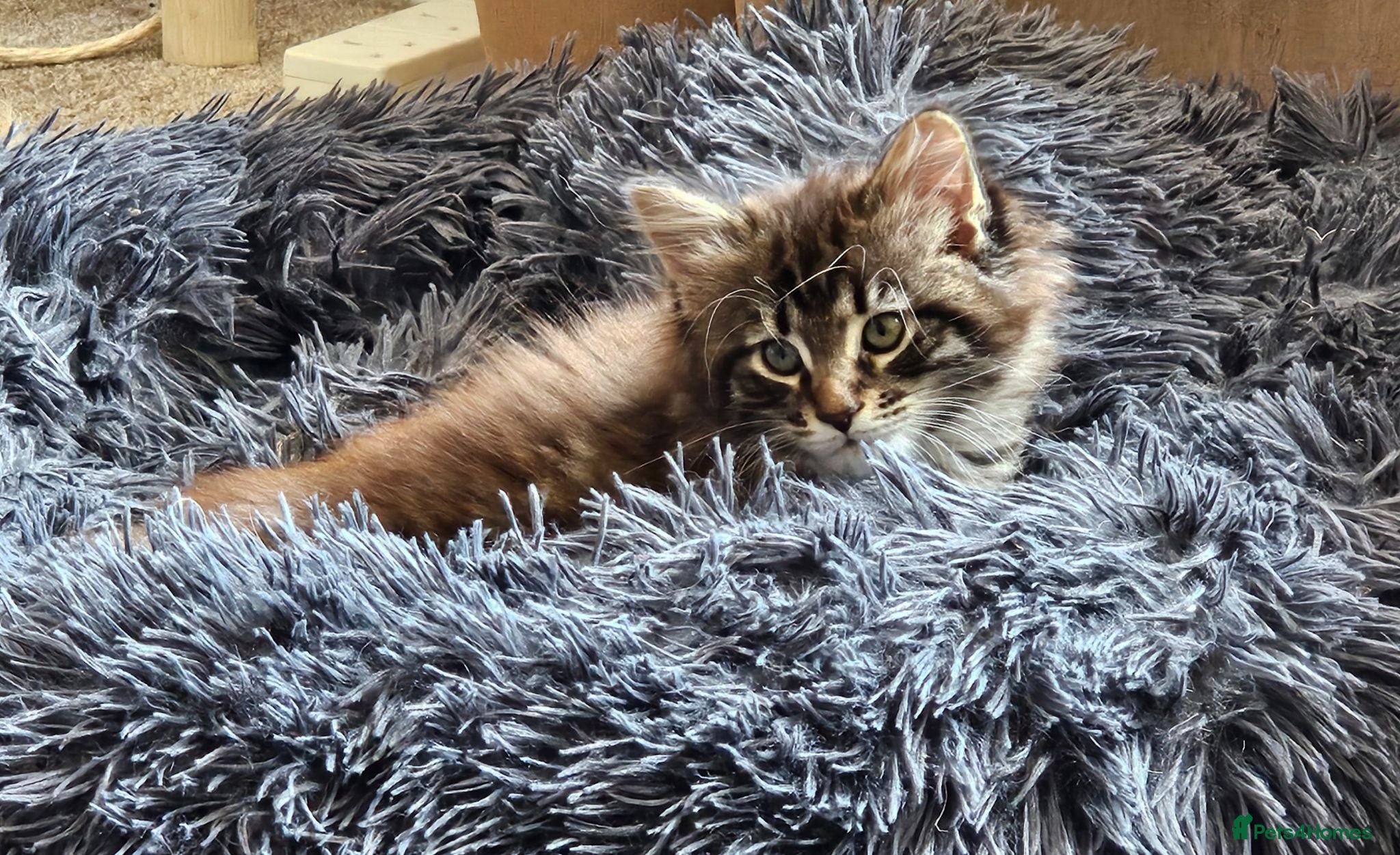 Maine Coon cats Beautiful Female Maine coon cross  - Advert 1