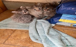 Ragdoll cats for sale: Ragcoons - Image 6