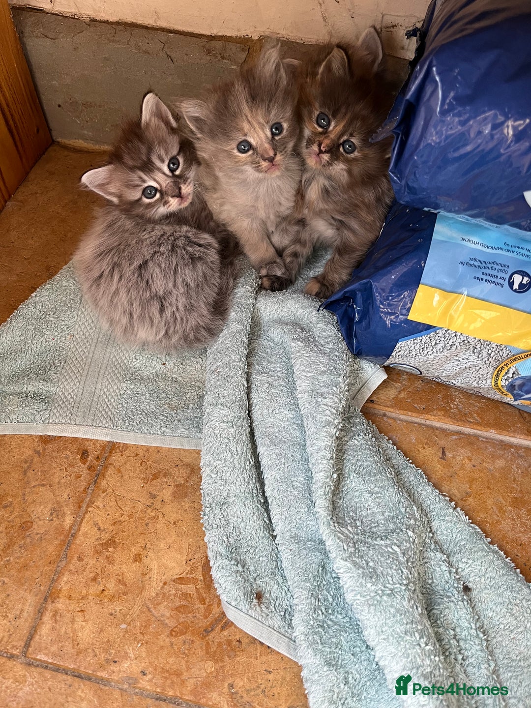 Ragdoll cats for sale: Ragcoons - Image 6