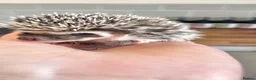 Pygmy Hedgehog rodents for sale: Beautiful Baby Hedgehogs 🦔 🍂 Pinto African Pygmy - Advert 7