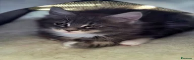 Maine Coon 3 reserved 
