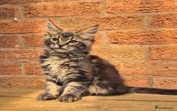 Maine Coon cats for sale: Beautiful Maine Coon kittens - Image 12