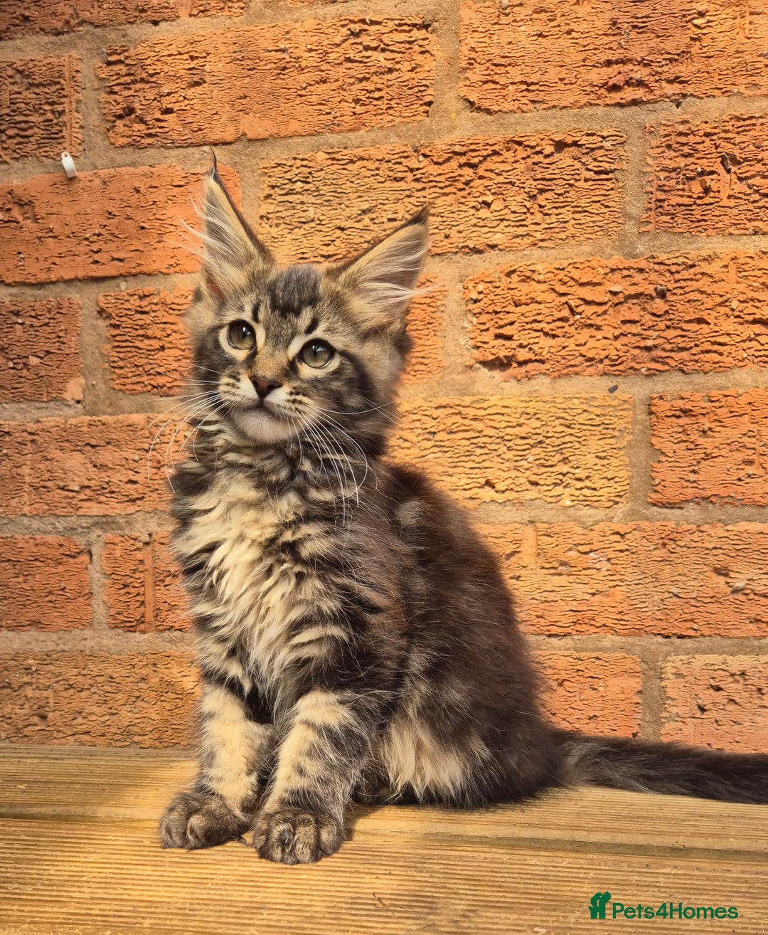 Maine Coon cats for sale: Beautiful Maine Coon kittens - Image 12