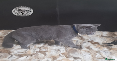 British Shorthair cats in Gainsborough - Advert 10