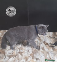 British Shorthair cats in Gainsborough - Advert 10