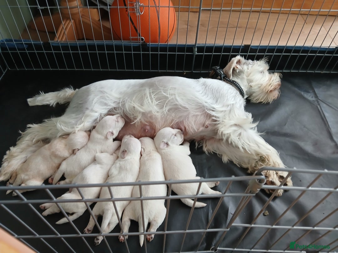 Miniature Schnauzer dogs for sale: Adorable white schnauzer puppies- ready soon! - Image 5