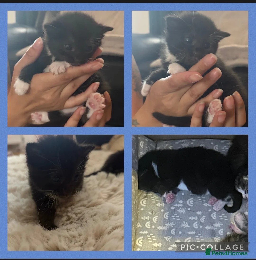 Snowshoe cats for sale: Snowshoe x domestic kittens  - Advert 5