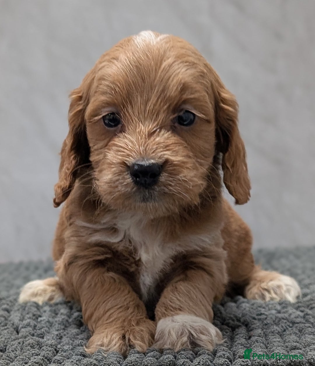 Cockapoo dogs for sale: Licensed breeder, health tested F1 cockapoo pups - Advert 10