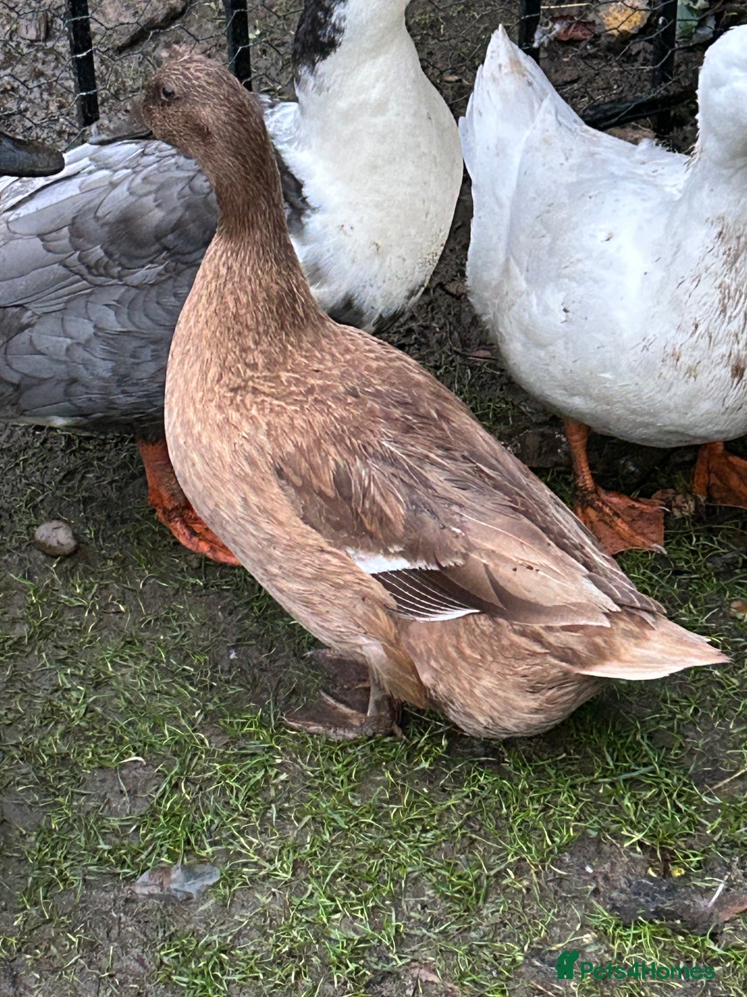 Ducks poultry for sale: 2 females and 2 male ducks for sale  - Advert 16