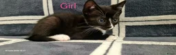 Mixed Breed cats for sale: 6 Beautiful Kittens - Advert 4