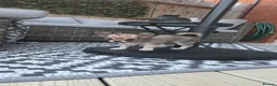 Chihuahua dogs for sale: Three Amigos - Longhaired Chihuahua Male Pups  - Advert 15