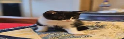 British Shorthair cats for sale: Kittens - Advert 8