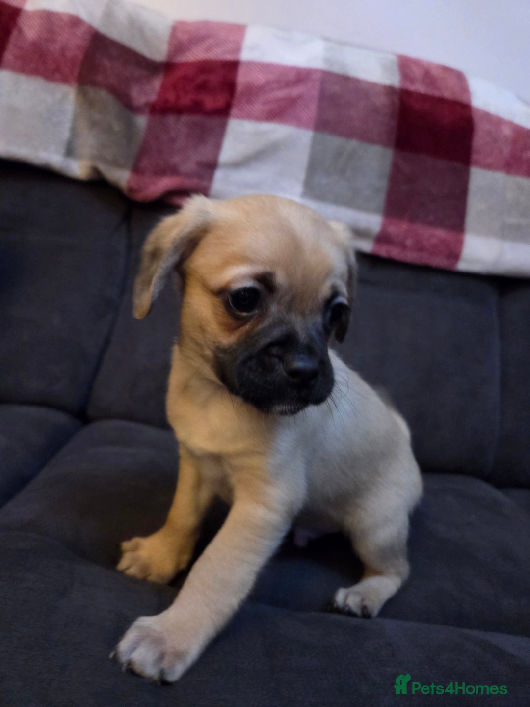 Mixed Breed dogs for sale: Mix breed puppies - Advert 5