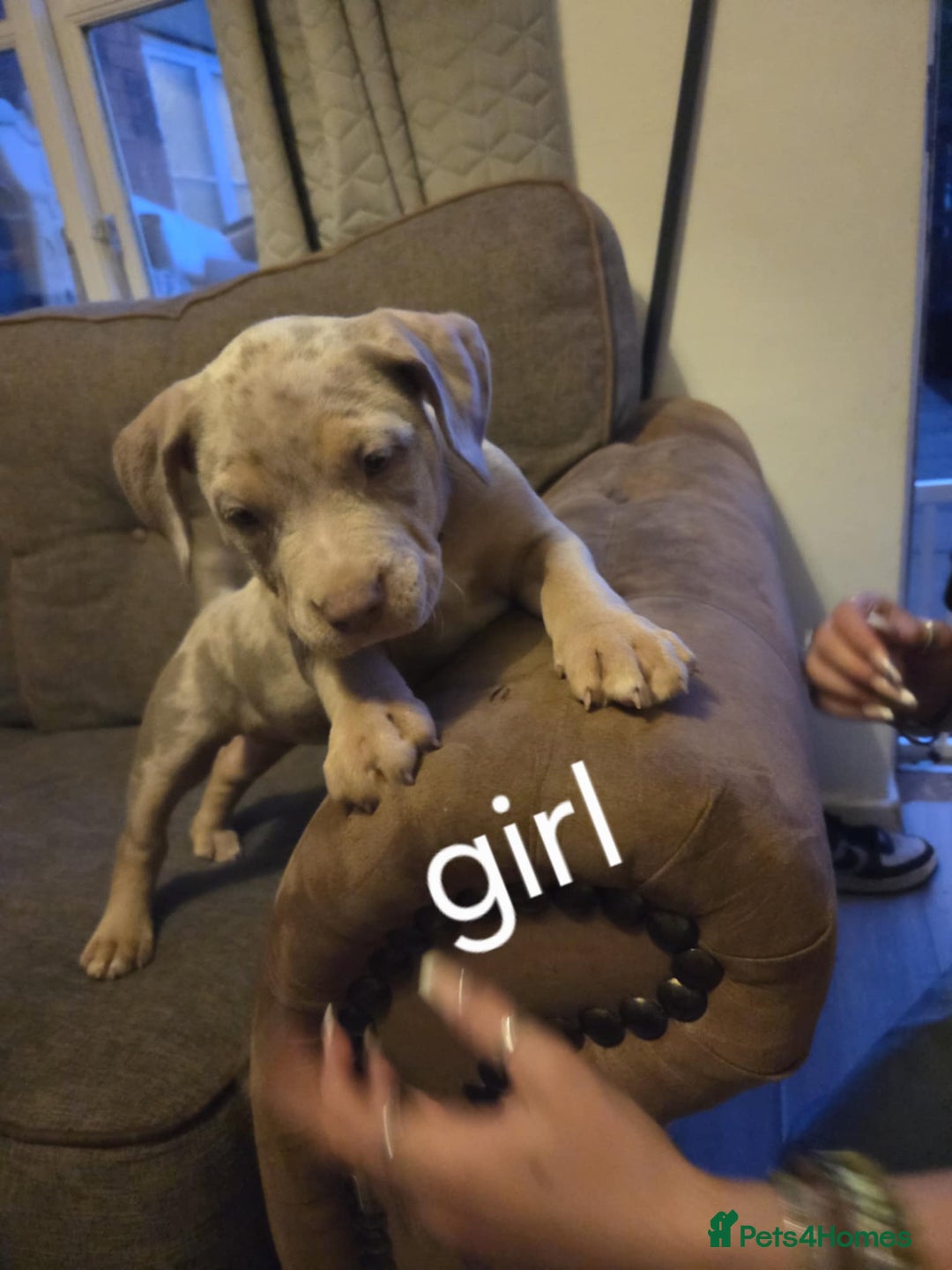 American Bully dogs for sale: American pocket bullys - Image 15