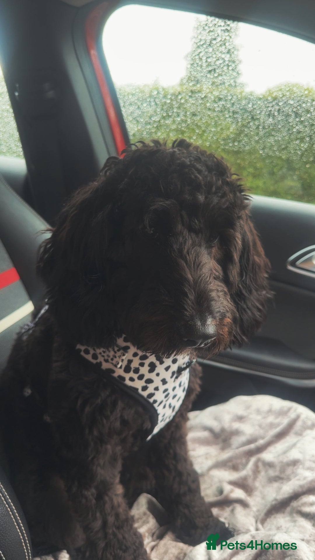Cockapoo dogs for stud: Milo 1 year old F2 cockapoo - Image 8